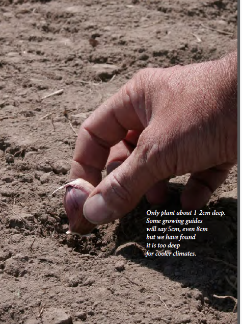 Planting garlic