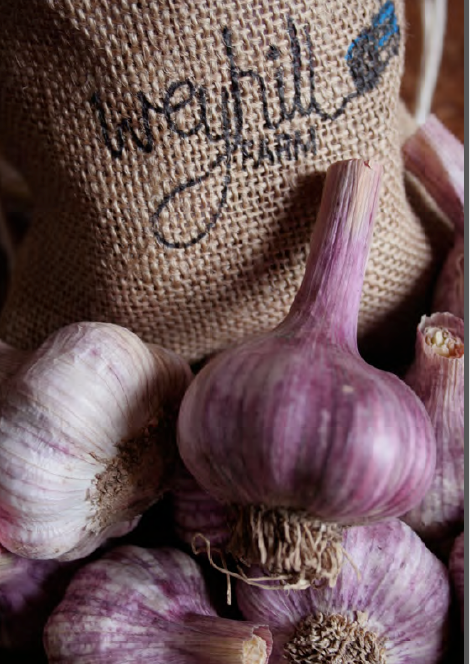How to grow garlic