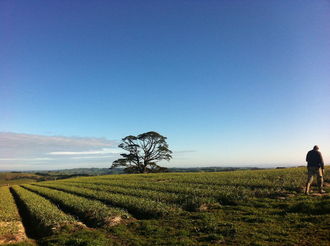 How to grow garlic - tips and tricks