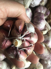 Australian Purple Garlic